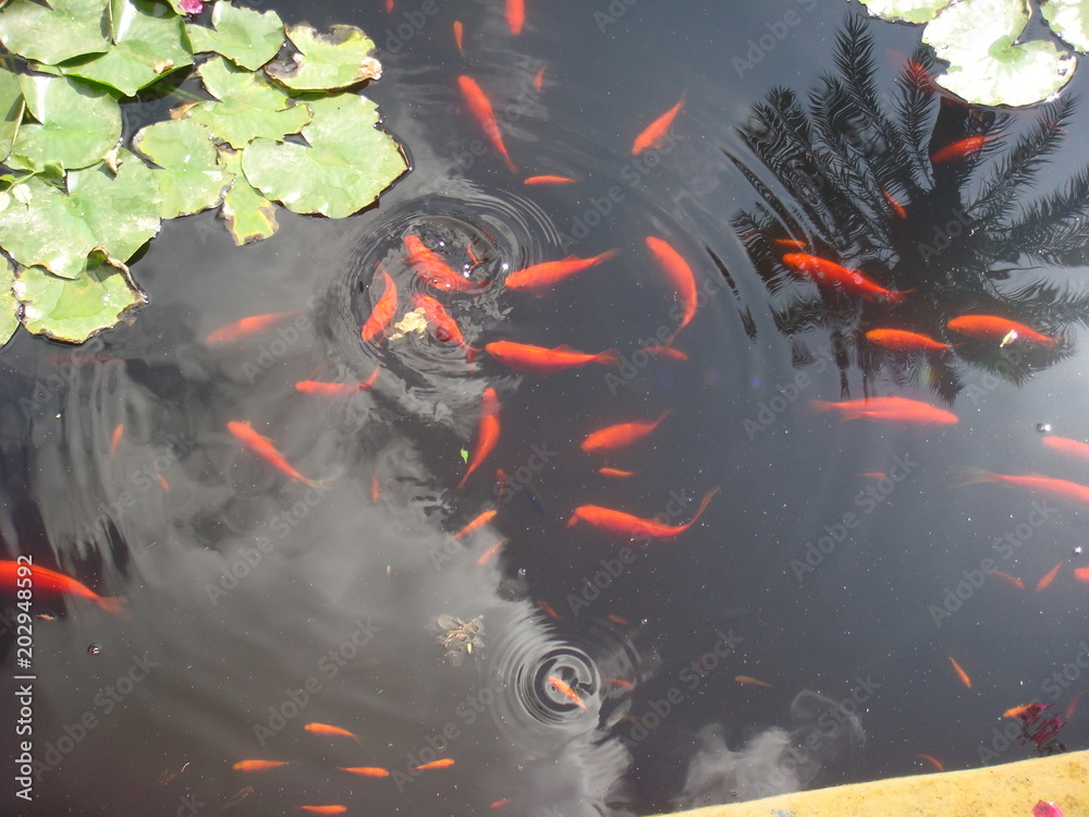 Fish in a pond in Marrakech