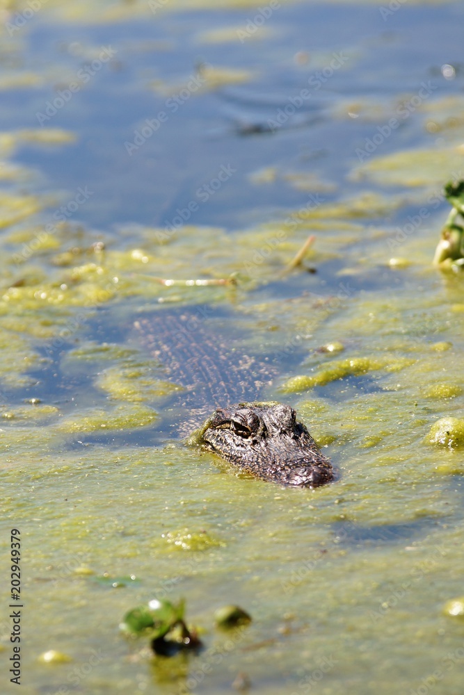 Aligator-2 Aligator-2