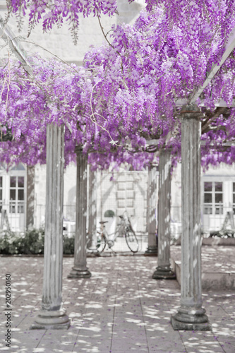 Wisteria flower arch with white column, spring purple park, natural lilac background.