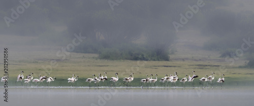 Lesser Flamingo - Kleine flamingo in Uganda © ward