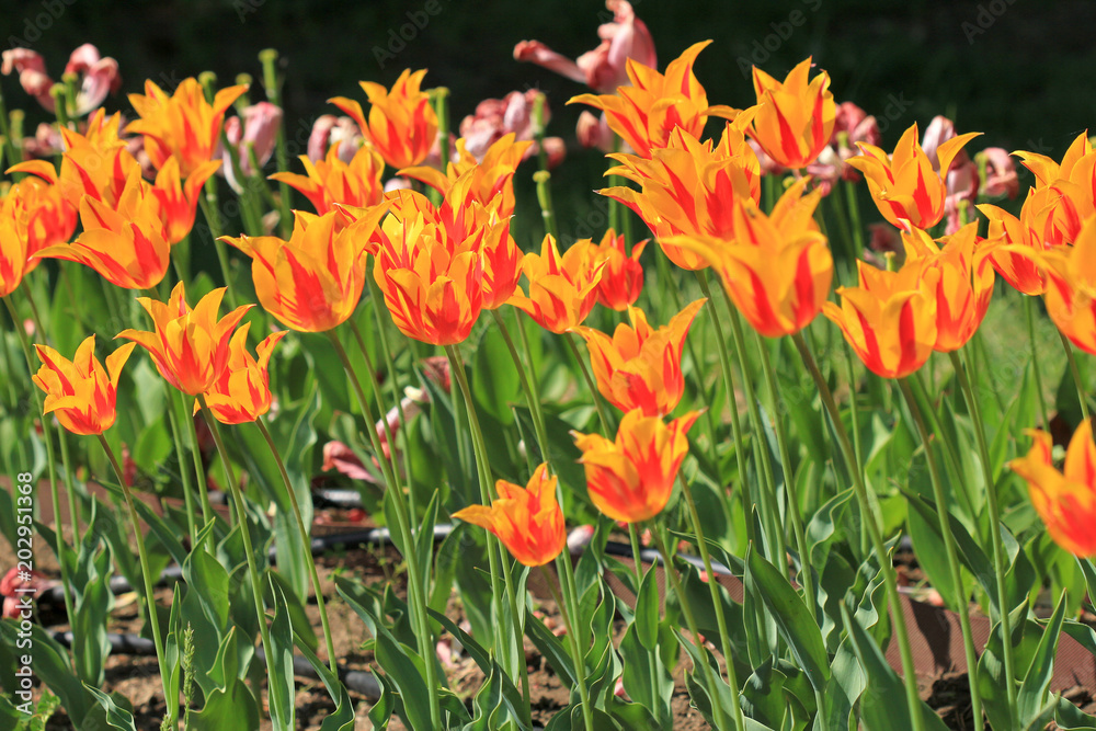Obraz Pomarańczowe tulipany w ogrodzie
