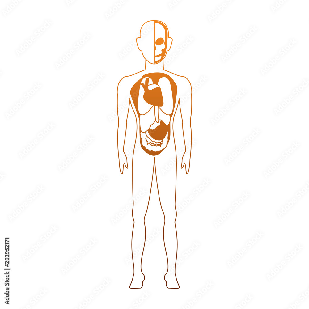 Human body anatomy cartoon vector illustration graphic design Stock Vector  | Adobe Stock