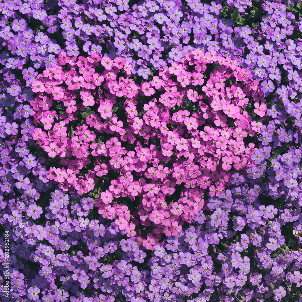 Pink Heart in Purple Flowers
