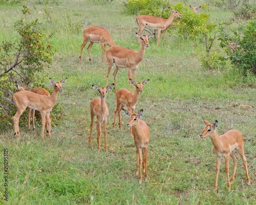 Impalas in park Kruger
