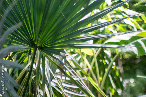 Fototapeta Naklejka Na Ścianę i Meble -  Palm leafs , North Mediterranean, detail