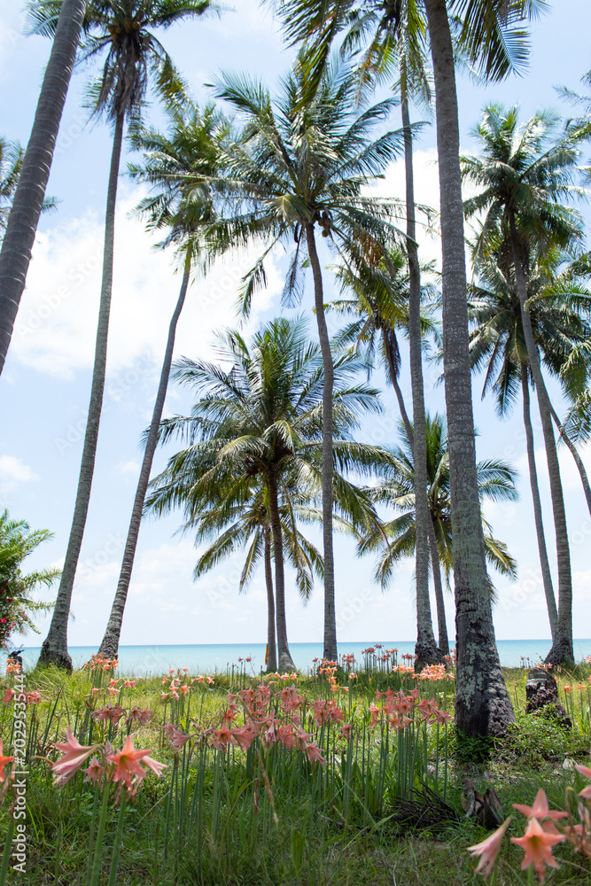 coconut palm trees and four directions on beach