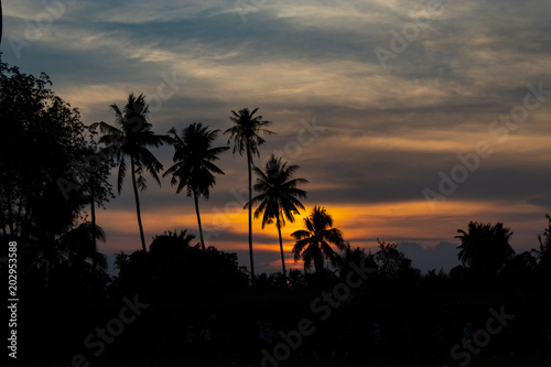 Beautiful light of sunset behind the coconut trees.