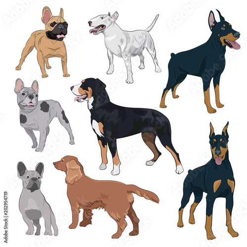 Standing dogs collection isolated on white background. Purebred canines set for your design. Bulldog, doberman, spaniel, bull terrier and swiss mountain dog.