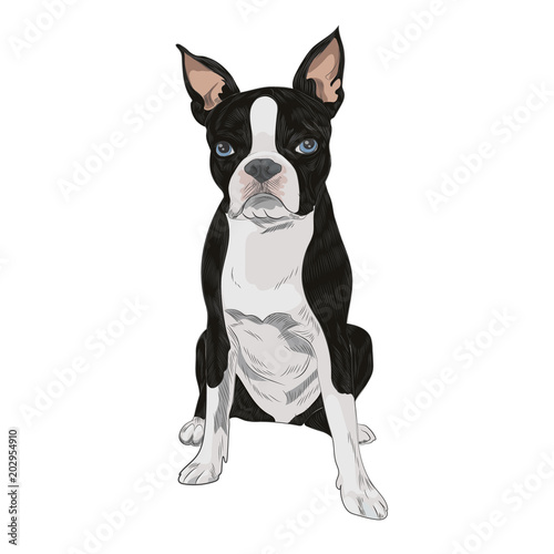 Boston Terrier dog breed isolated on white background. Purebred canine for your design.