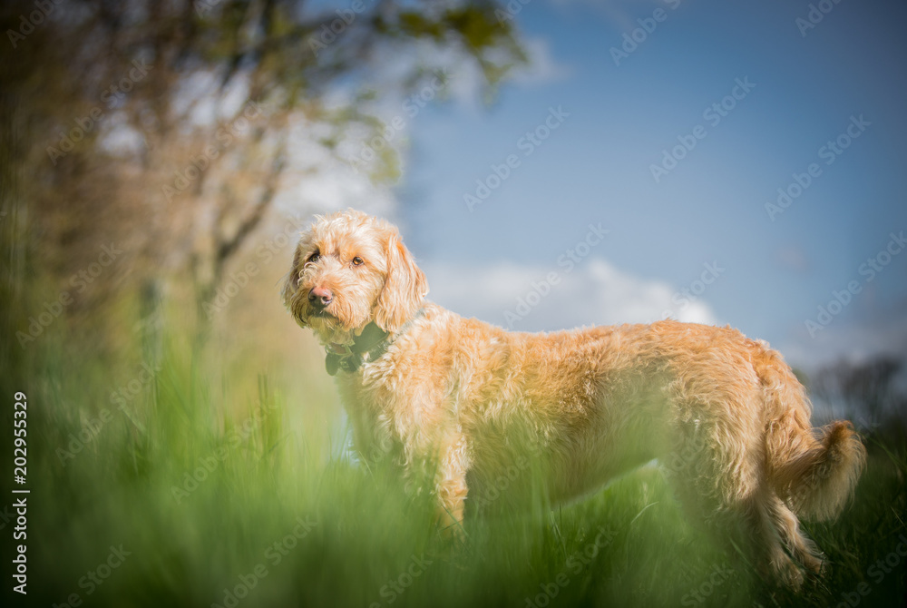 custom made wallpaper toronto digitalThe Golden Labradoodle