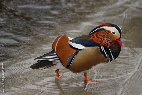 drake mandarin