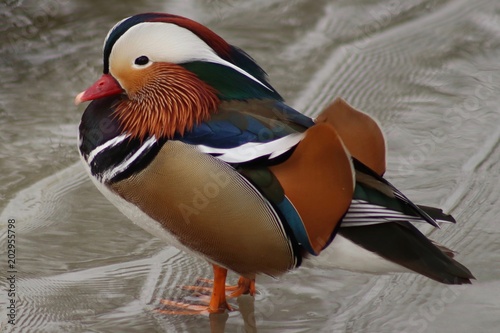 drake mandarin