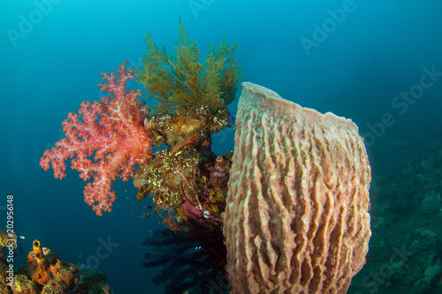 Fototapeta Naklejka Na Ścianę i Meble -  A Colorful tropical reef