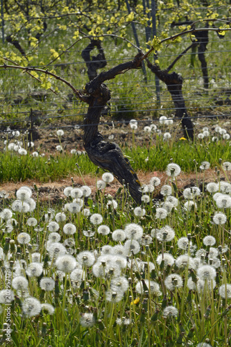 Fototapeta Naklejka Na Ścianę i Meble -  pusteblumen im wingert