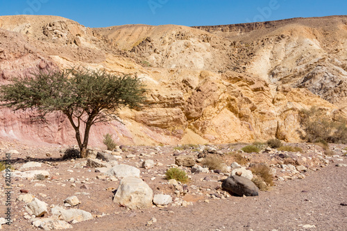 Beautiful geological formation in desert, colorful sandstone canyon walking route, Negev desert in Israel