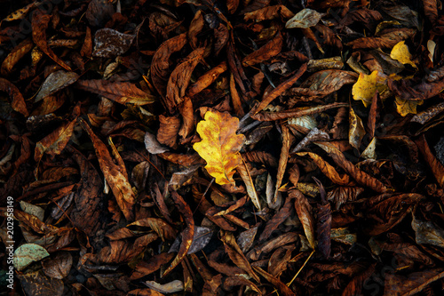 Yellow oak leaf in a pile of withered leaves.