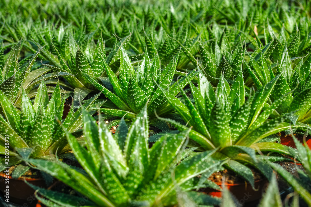 Haworthia is a large genus of small succulent plants, houseplants cultivated as decorative or ornamental flower, growing in greenhouse