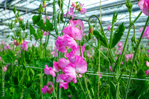 Cuthbertson Blend  Spenser type sweet peas colorful cut flowers cultivated as decorative or ornamental flower  growing in greenhouse