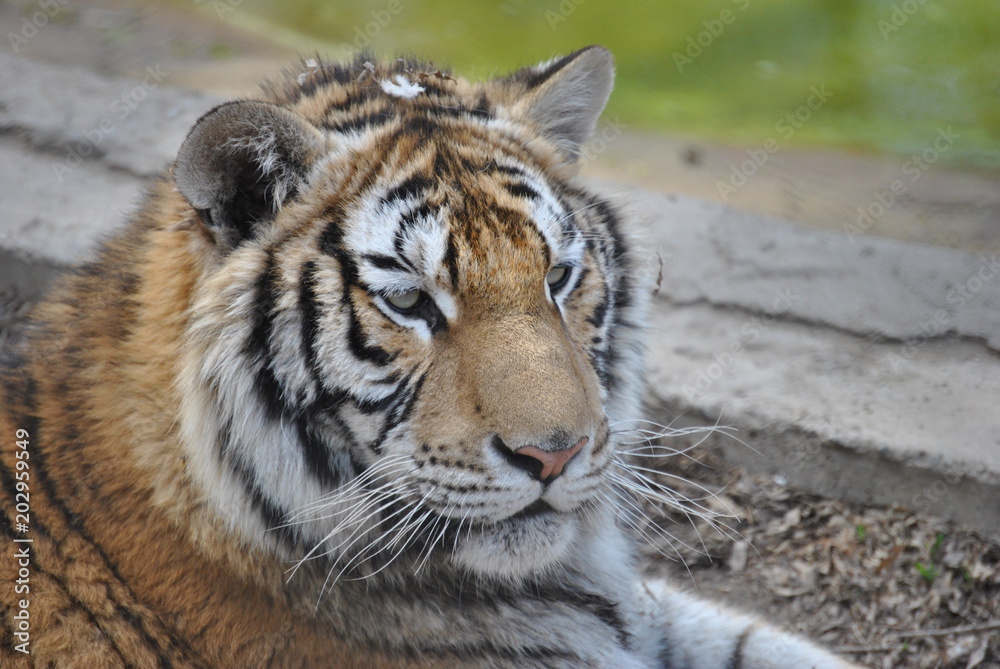 Obraz premium tiger in zoo