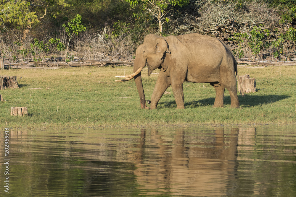 Fototapeta premium A lonely tusker grazing on the banks of kabini river inside nagarhole national park