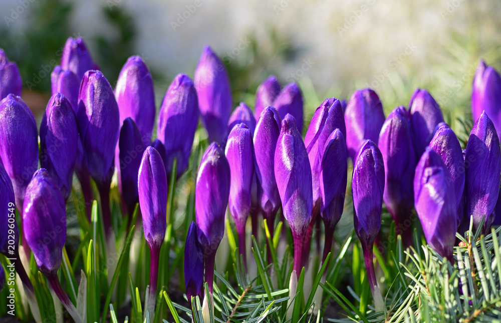 Krokusse Krokusse