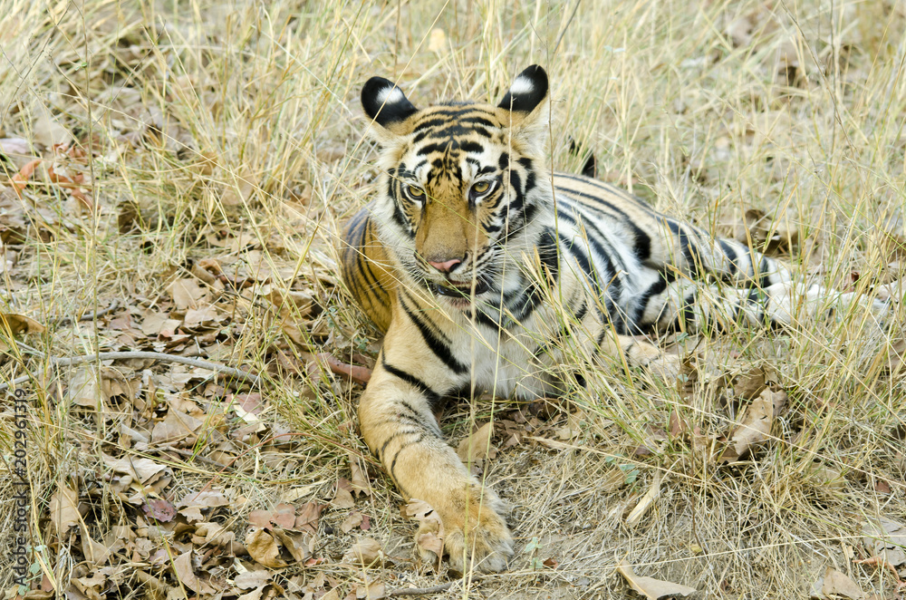 Fototapeta premium A tiger cub relaxing in shade on a hot summer day inside bandhavgarh national park