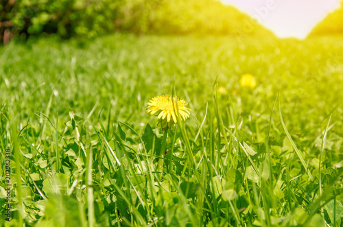 Fototapeta Naklejka Na Ścianę i Meble -  Yellow dandelion flower in green grass