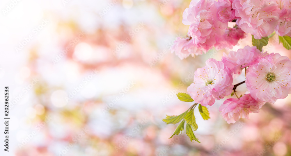 Panoramic spring background, close up of beautiful pink blooming flowers over defocused background with copy space