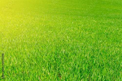 Green wheat in the field