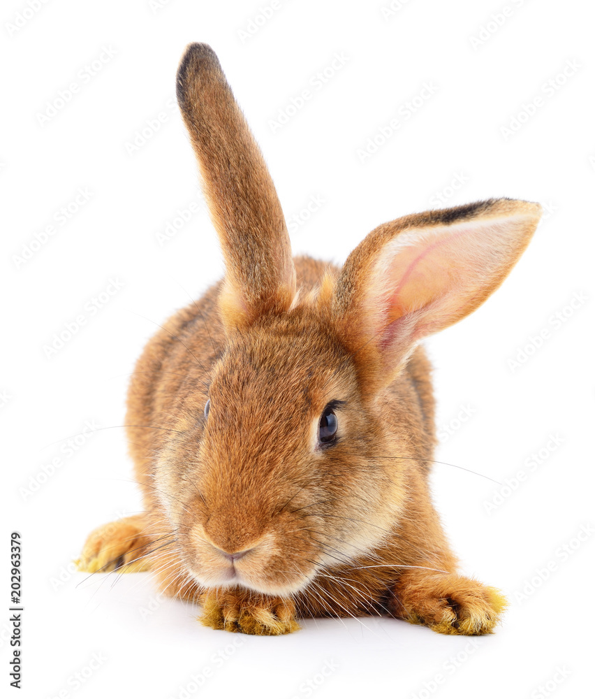 Obraz premium Brown rabbit on white.