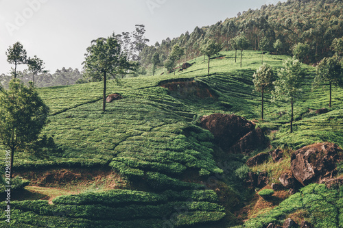 Fototapeta Plantacja herbaty Uprawa Fairtrade, Ekologiczna Zdrowa z natury herbata