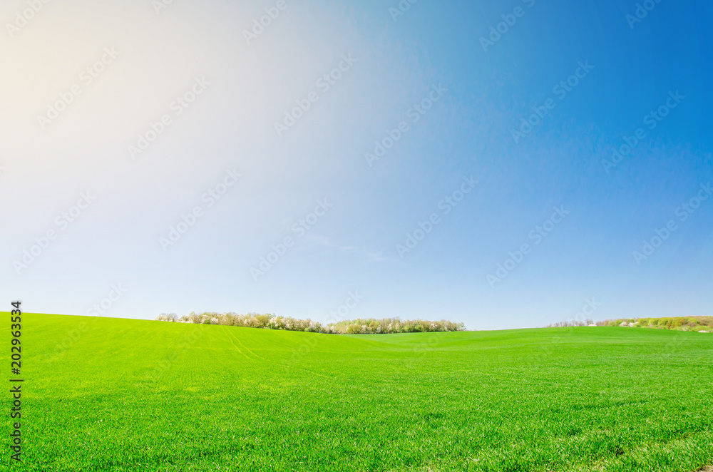 Obraz premium Landscape, green field in spring, forest on horizon