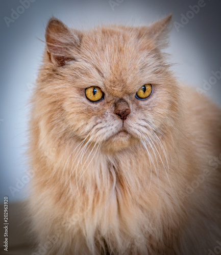 Um gato persa, cor laranja, ,olhos amarelos.