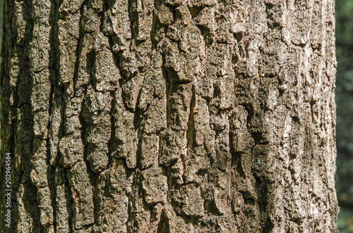 Bark of tree beech
