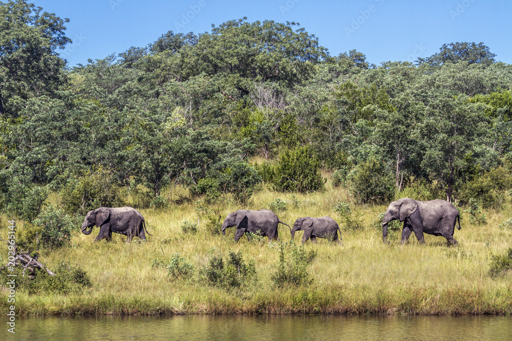 African bush elephant in Kruger National park, South Africa