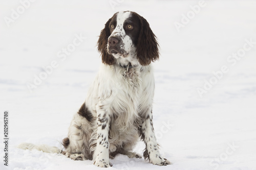 Young springer spaniel in winter
