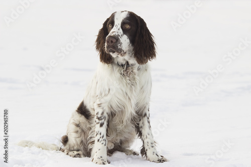 Young springer spaniel in winter © Ingus Evertovskis