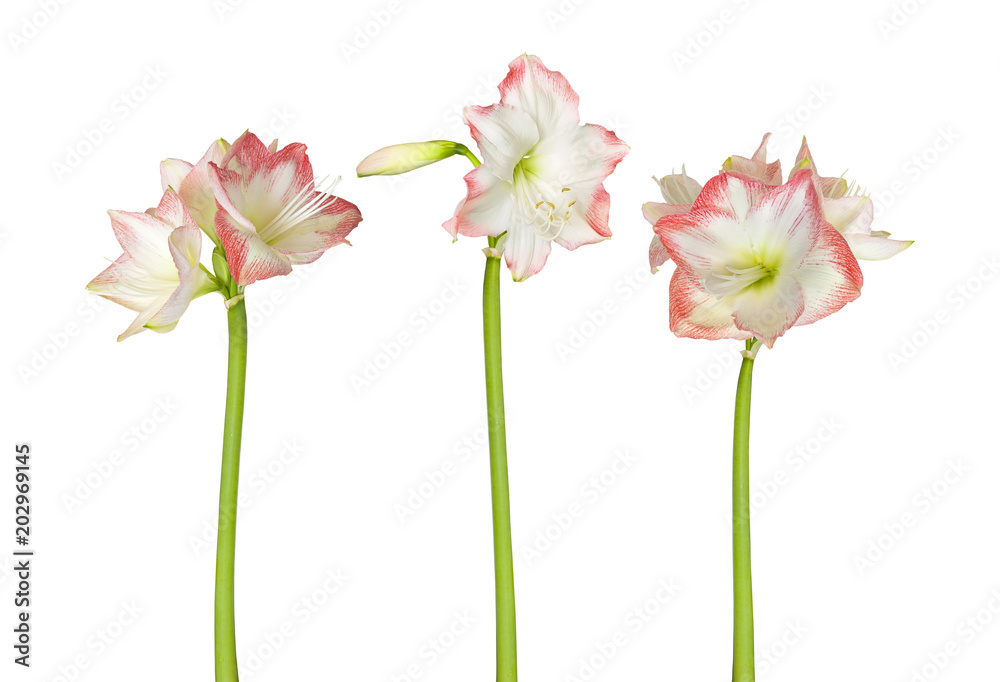 Εκτύπωση καμβά Beautiful amaryllis on white background
