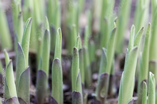 Fresh sprouts of plantain lily plants (Hosta x cultorum)