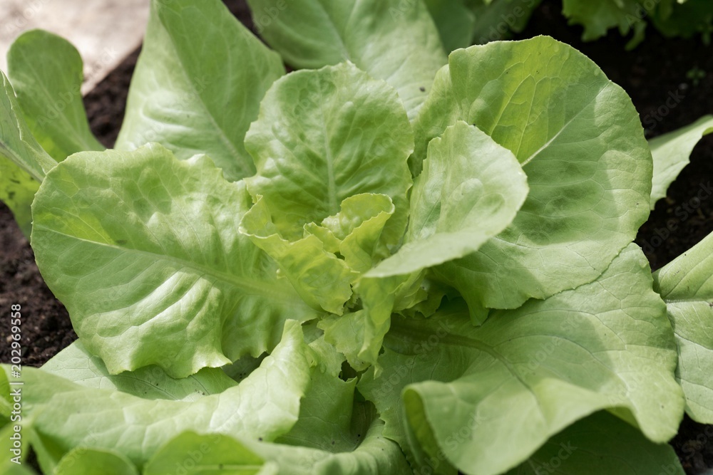 Lettuce in a garden bed. Lettuce in a garden bed.