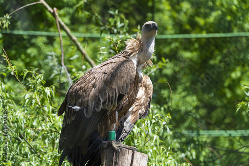 Bird Griffon Vulture resting in the shade