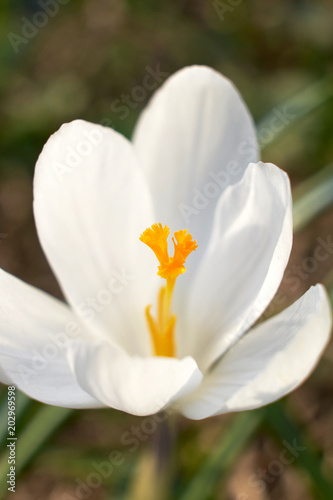 spring flowers sun nature plants grass sun yellow macro