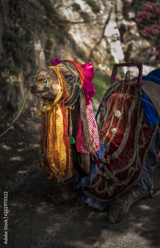 The happy, smiling camel