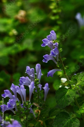 Vászonkép Skullcap