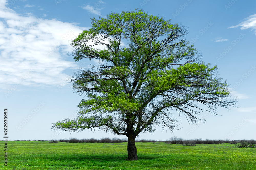 Spring landscape lonely green oak tree on a green field of lush grass against a blue sky background of sun rays and white clouds. The concept of ecology Spring landscape lonely green oak tree on a green field of lush grass against a blue sky background of sun rays and white clouds. The concept of ecology