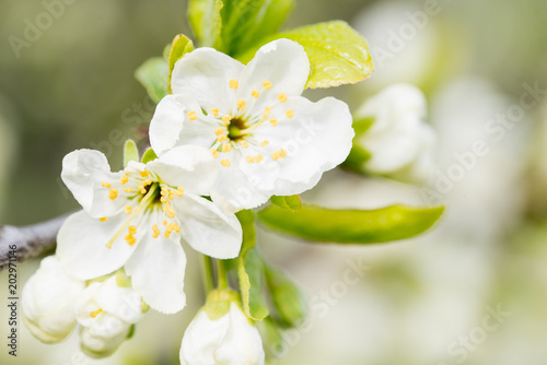 Spring flowering cherry, white flowers close-up, Selective focus and shallow Depth of field.