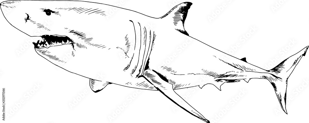 great white shark drawn in ink freehand sketch logo - obrazy, fototapety, plakaty 