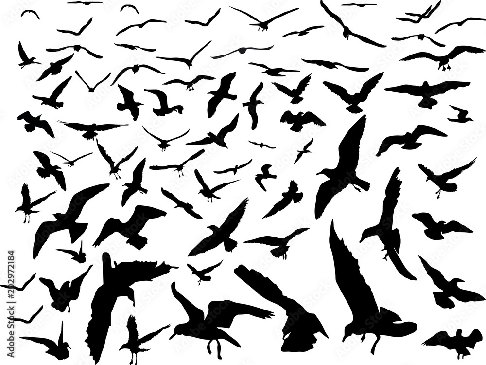 large group of gulls silhouettes collection on white background large group of gulls silhouettes collection on white background