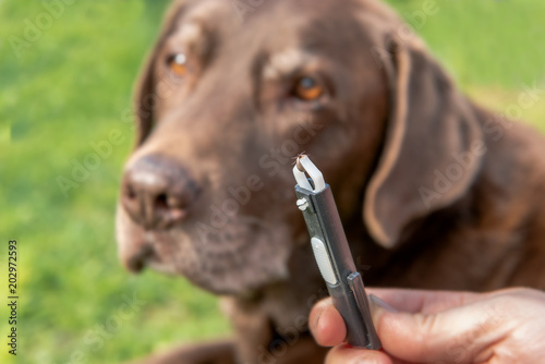 A full tick was taken with a ticks tongs from a dog (Labrador). Ticks can transmit diseases. Concept: dogs and medical help photo