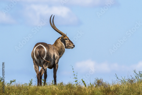 Common Waterbuck in Kruger National park, South Africa photo
